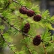 All about larch: description and varieties, cultivation and reproduction