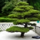 أشجار الصنوبر اليابانية: ما هي وكيف تزرعها؟