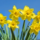 Narcisos amarillos: variedades populares y consejos de cuidado.