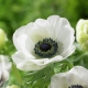 Anemone (anemone): en oversigt over sorter, plantning og pleje