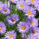 高山翠菊：品种，种植和护理