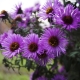 新比利时紫菀：描述、品种、种植和护理
