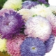 牡丹翠菊：品种和栽培