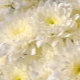 Weiße Chrysanthemen: Beschreibung, Anwendung und Sorten