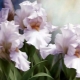 White irises: varieties and cultivation