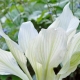 Witte hosta-variëteiten: beschrijving en aanbevelingen voor het kweken