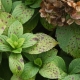 Diseases and pests of hydrangea