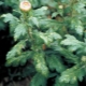Nemoci a škůdci chryzantém: příčiny, příznaky, metody boje