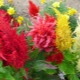 Celosia paniculata: Sorten, Pflanzen und Pflege