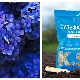 How to feed panicle hydrangea and how to do it correctly?