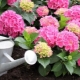 How to feed hydrangea in June?
