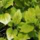 What to do if hydrangea leaves turn yellow?