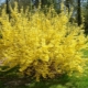 Forsythia: description of species and varieties of shrubs, growing rules
