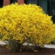 Intermediate forsythia: description of varieties, planting and care rules