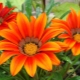 Gazania（杂色菊）：描述和品种，种植和护理