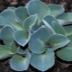 Blaue Hosta: Sorten und ihr Anbau