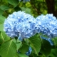 蓝色和蓝色绣球花：描述和品种，种植和护理