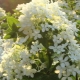 Hydrangea Bombshell: description, recommendations for cultivation and reproduction