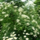 Hydrangea Bretschneider: todo sobre el arbusto ornamental
