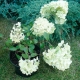 Hydrangea Diamantino: description, recommendations for growing and reproduction