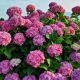 Hydrangea for the Moscow region: varieties, planting and care