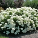 Hydrangea tree Anabel: description, planting and care