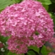 Hydrangea tree Pink Anabel: description, planting and care