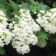 Hydrangea oakleaf: varieties, planting, care and reproduction