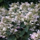 Hydrangea Early senseishen: description, recommendations for cultivation and reproduction
