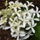 Hortensia Great Star: description, plantation, entretien et reproduction