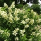 Hydrangea Kiushu: popis, doporučení pro pěstování a reprodukci