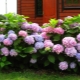 Large-leaved hydrangea: varieties, cultivation and reproduction