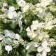 Hydrangea Levan: description, planting, care and reproduction
