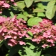 Hortensia Magic Fire: descriere și cultivare