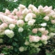 Hydrangea Magic Sweet Summer: description, planting, care and reproduction