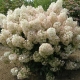 Hydrangea paniculata Bobo: descripción, plantación y cuidado.