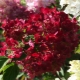 Hydrangea paniculata Diamond Rouge : description, plantation et entretien