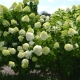 Hydrangea paniculata Limelight: popis, výsadba a péče