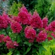绣球花Wims红色：描述和冬季耐寒性，种植和护理