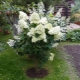 Hortensia en un tronco: plantación y cuidado posterior.