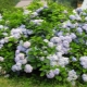 Hydrangea in the Urals: suitable varieties and secrets of growing