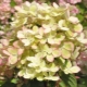 Hydrangea Pastel green: description, recommendations for growing and reproduction