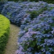 Hydrangea serrata: وصف الأصناف وقواعد الزراعة والرعاية