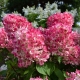 Hydrangea Pink Diamond: beskrivelse, plantning, pleje og reproduktion
