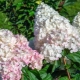 Hydrangea Pink Lady: description, planting, care and reproduction