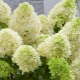 Hydrangea Summer love (Summer Love): description, recommendations for cultivation and reproduction