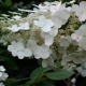 Hydrangea Tardiva: description, planting and care, reproduction