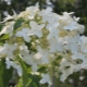 Hortensia Unică: descriere, plantare, îngrijire și reproducere