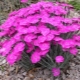 Alpine carnation: description, varieties, recommendations for growing