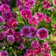 Chinese carnation: description, planting and care
